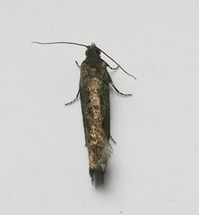 Pseudexentera mali