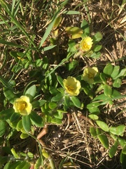 Portulaca mucronata