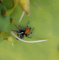 Phidippus phoenix