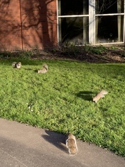 Sciurus carolinensis