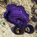 Bunodosoma - Photo 由 Peter Slingsby 所上傳的 (c) Peter Slingsby，保留部份權利CC BY-NC