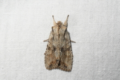 Lithophane disposita