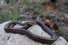 Pantherophis bairdi