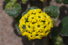 Yellow Sand Verbena - Photo (c) Eric in SF, some rights reserved (CC BY-SA)