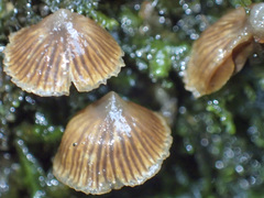 Kuehneromyces brunneoalbescens