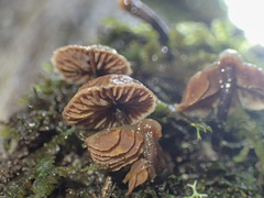 Kuehneromyces brunneoalbescens