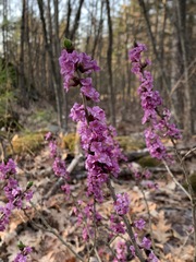 Daphne mezereum