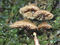 Kuehneromyces brunneoalbescens