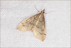 Metasia dicealis