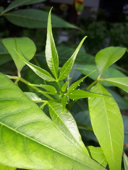 Appias libythea olferna