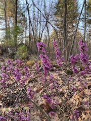 Daphne mezereum