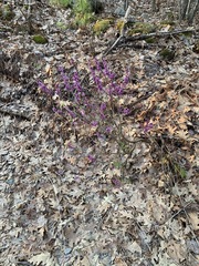Daphne mezereum