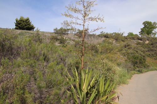 Furcraea foetida