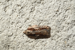 Acleris pulverosana