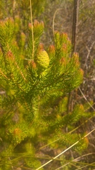 Leucadendron teretifolium
