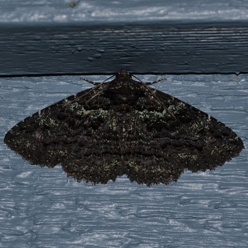 Green-dusted Zale Moth photo 4
