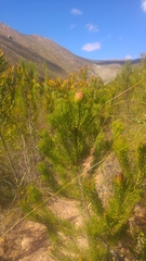 Leucadendron teretifolium