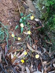 Ranunculus bupleuroides