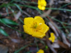 Ranunculus bupleuroides