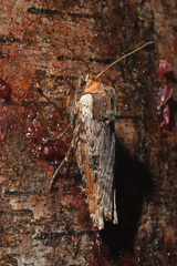 Xylena thoracica