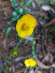 Ranunculus bupleuroides