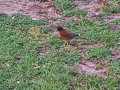 Turdus rufopalliatus