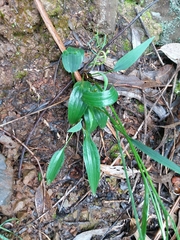 Ranunculus bupleuroides