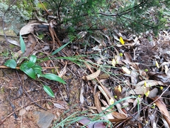 Ranunculus bupleuroides