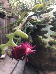 Selenicereus anthonyanus