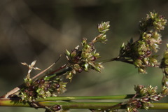 Juncus amabilis