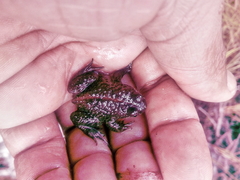 Poyntonia paludicola