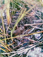 Poyntonia paludicola