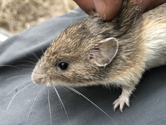 Heteromys irroratus