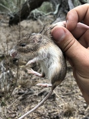 Heteromys irroratus