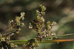Juncus amabilis