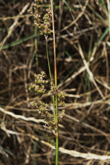 Juncus amabilis