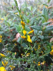 Genista triacanthos