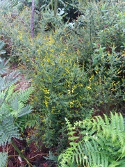 Genista triacanthos