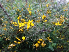 Genista triacanthos
