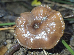 Kuehneromyces brunneoalbescens