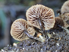 Kuehneromyces brunneoalbescens