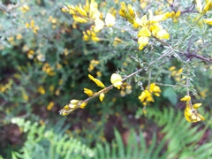 Genista triacanthos