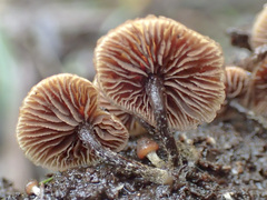 Kuehneromyces brunneoalbescens