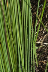 Juncus amabilis