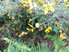 Genista triacanthos