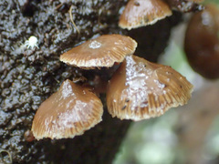 Kuehneromyces brunneoalbescens