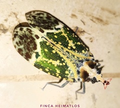Phrictus hoffmannsi