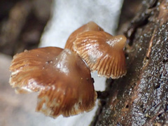 Kuehneromyces brunneoalbescens