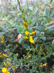 Genista triacanthos