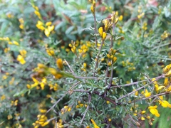 Genista triacanthos